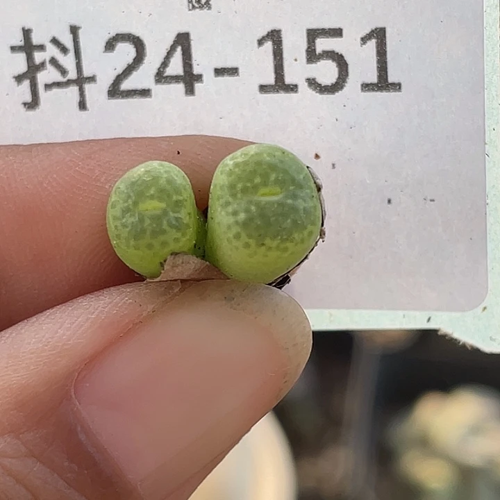 24-151勋章多肉植物