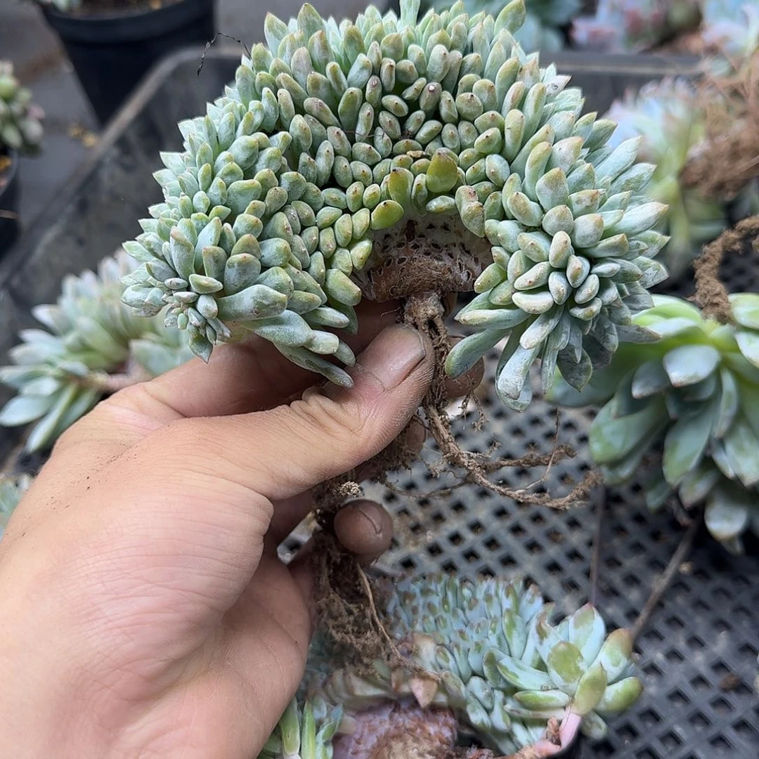 星影树缀无砍多肉