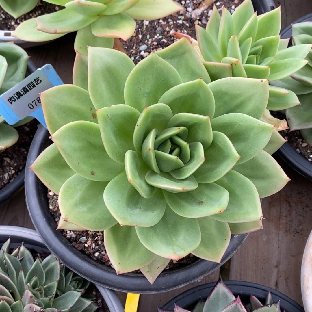 x078-多肉植物 翠鸟
