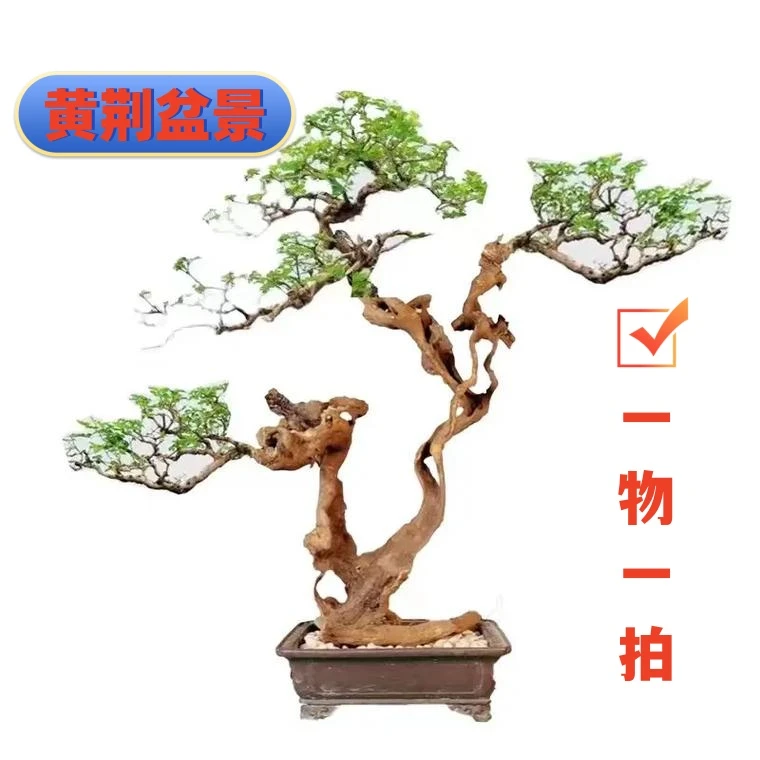 黄荆盆景素材 一物一拍 微盆景直播素材绿植美观盆栽老桩