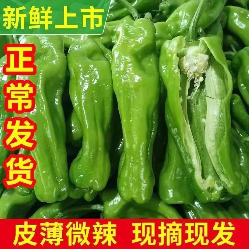 山东新鲜现摘现发薄皮青椒微辣5斤辣椒