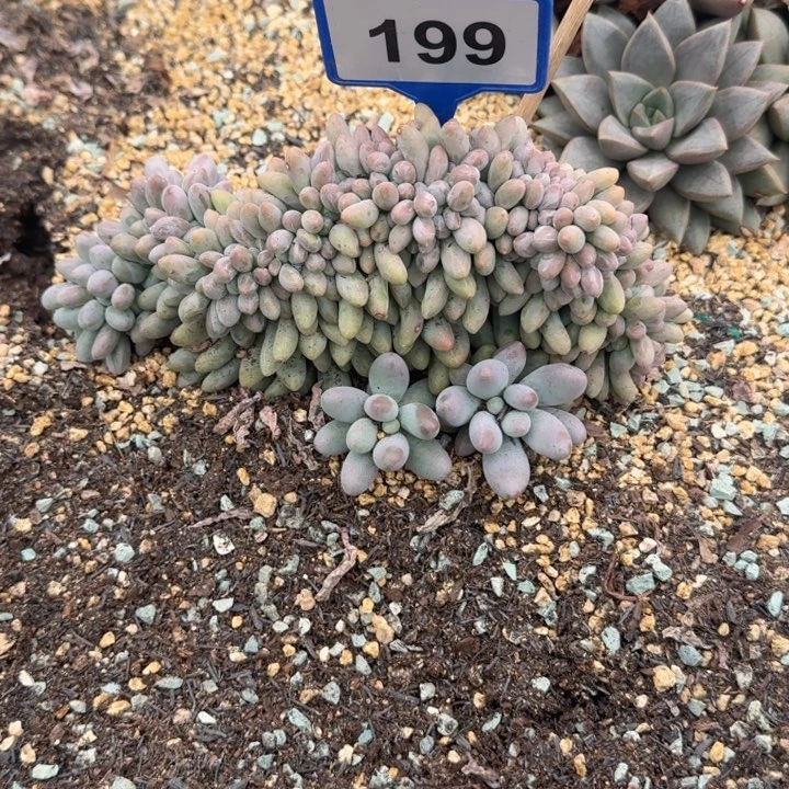 多肉植物汤圆缀199