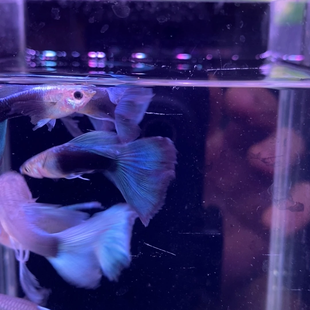 孔雀鱼蓝礼服大c10条