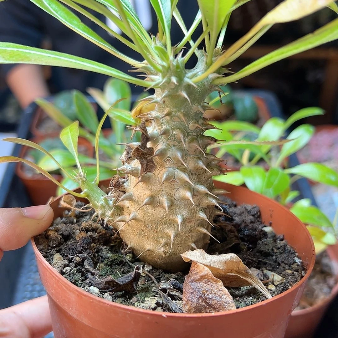 魔界玉5.5公分1颗