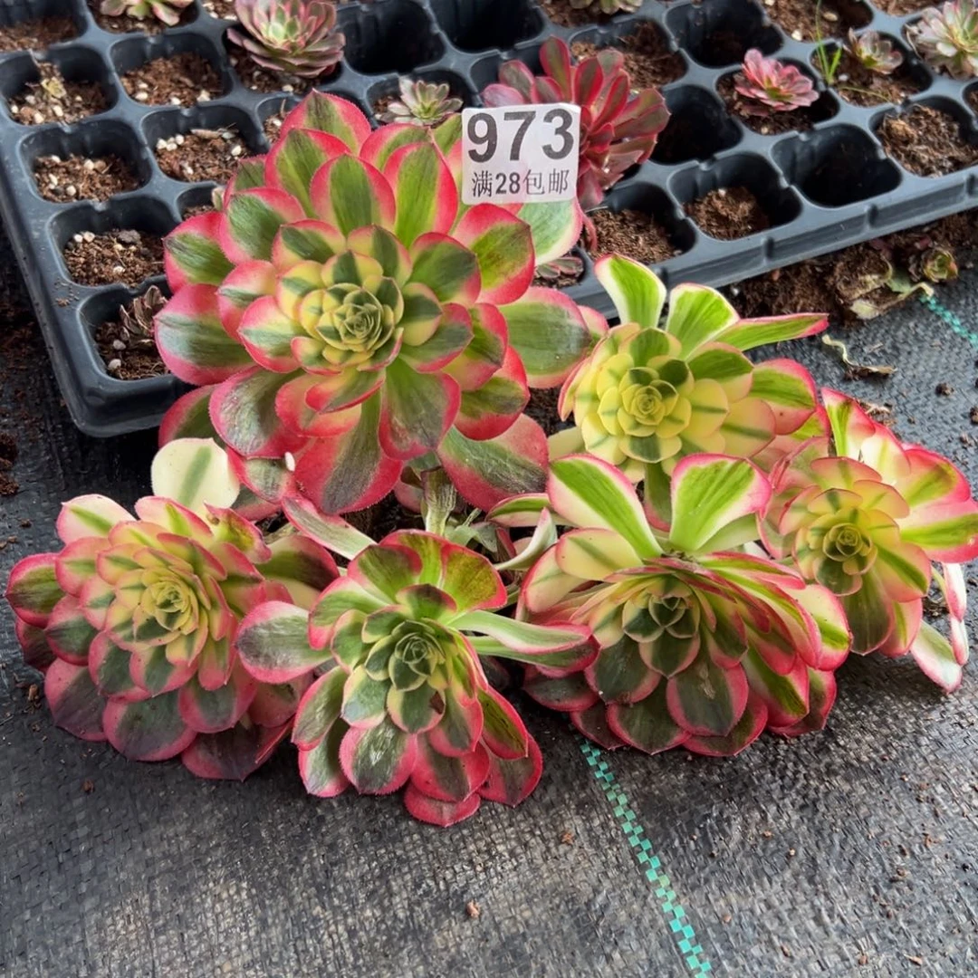 多肉植物973六颗无售后