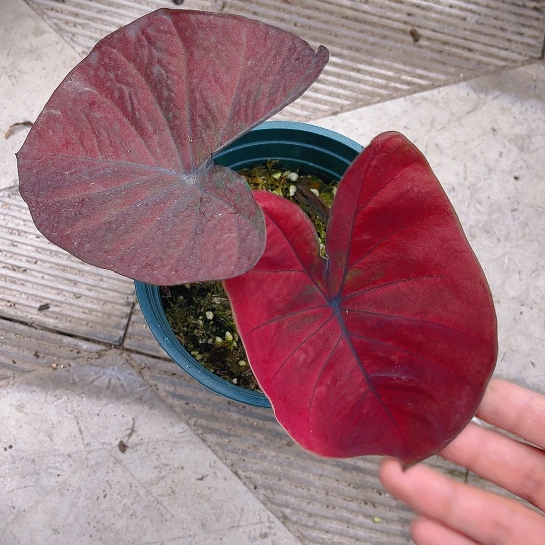 完全开放泰彩一物一拍3050