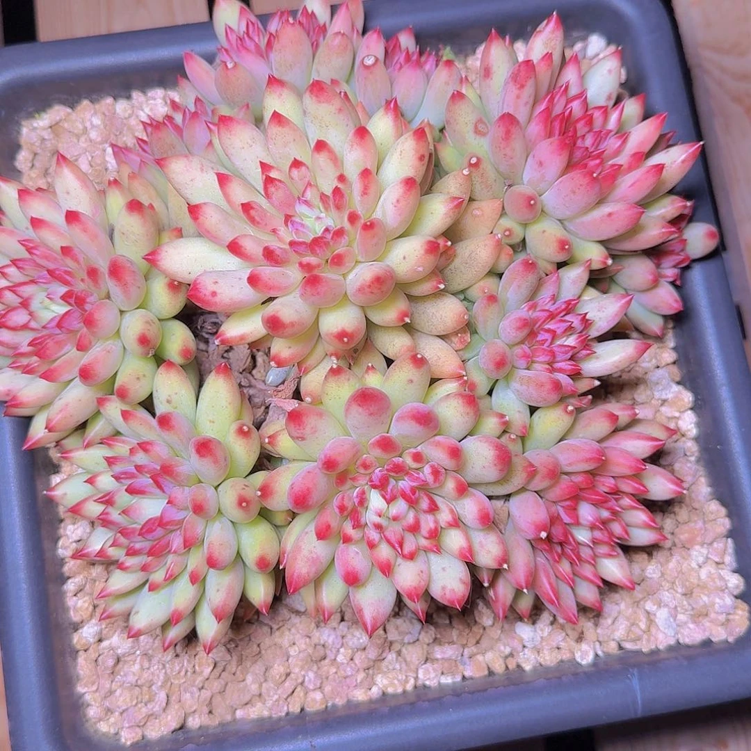 浅***光1740二代虞多肉植物