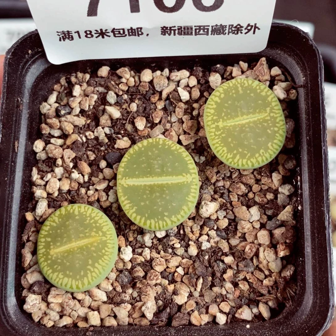 7106。