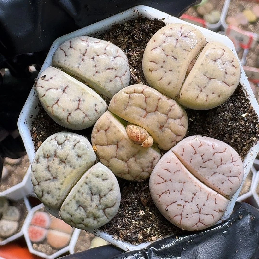 生石花111111。  291