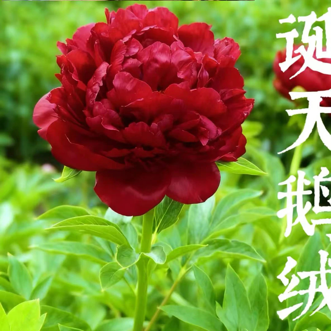 【圣诞天鹅绒】重瓣芍药四季花苗耐寒耐旱可盆栽地栽芍药花