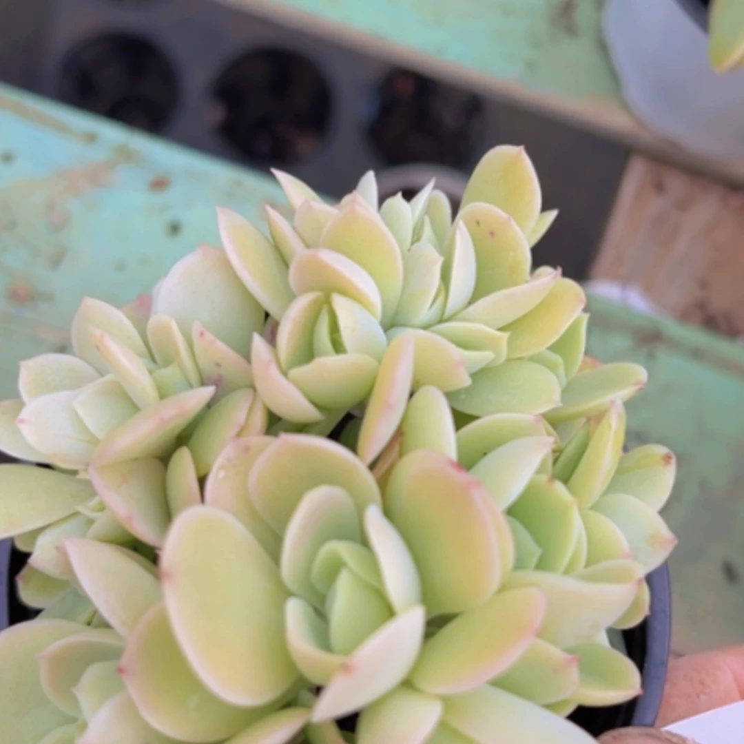 【闪购商品】碧桃缀1667