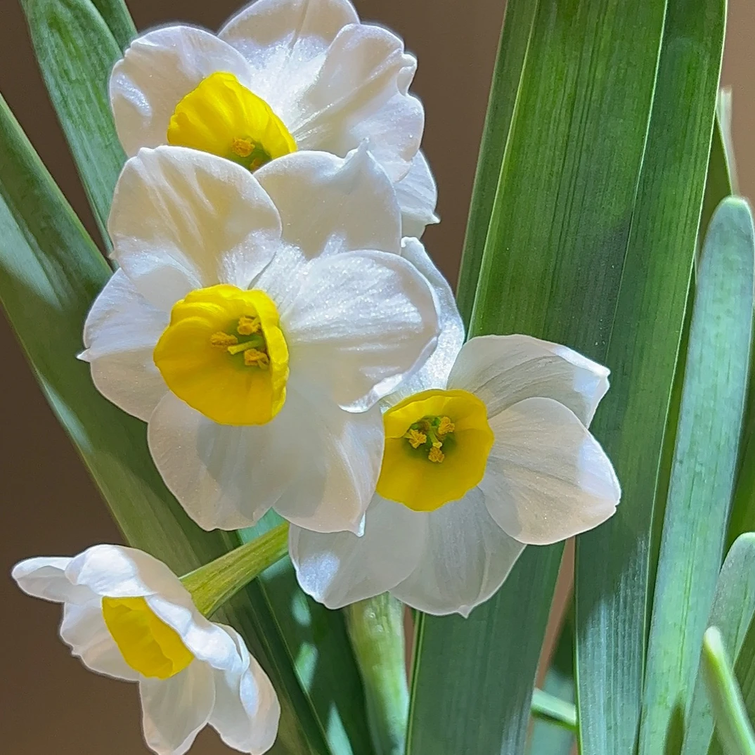 水仙花种球水培植物四季水养易活室内桌面盆栽耐寒绿植花卉漳州