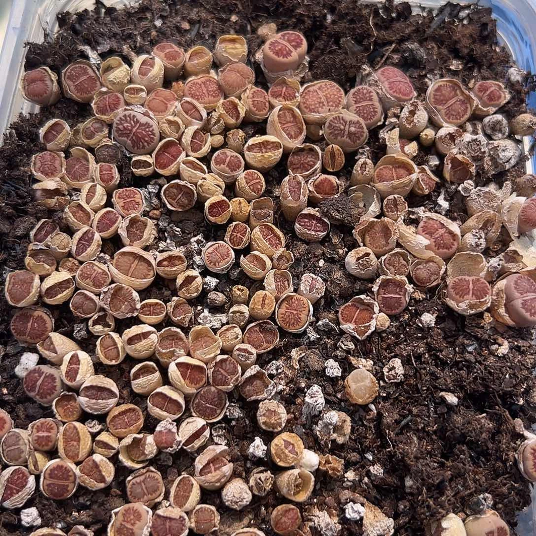 0080小菊福利11111111111