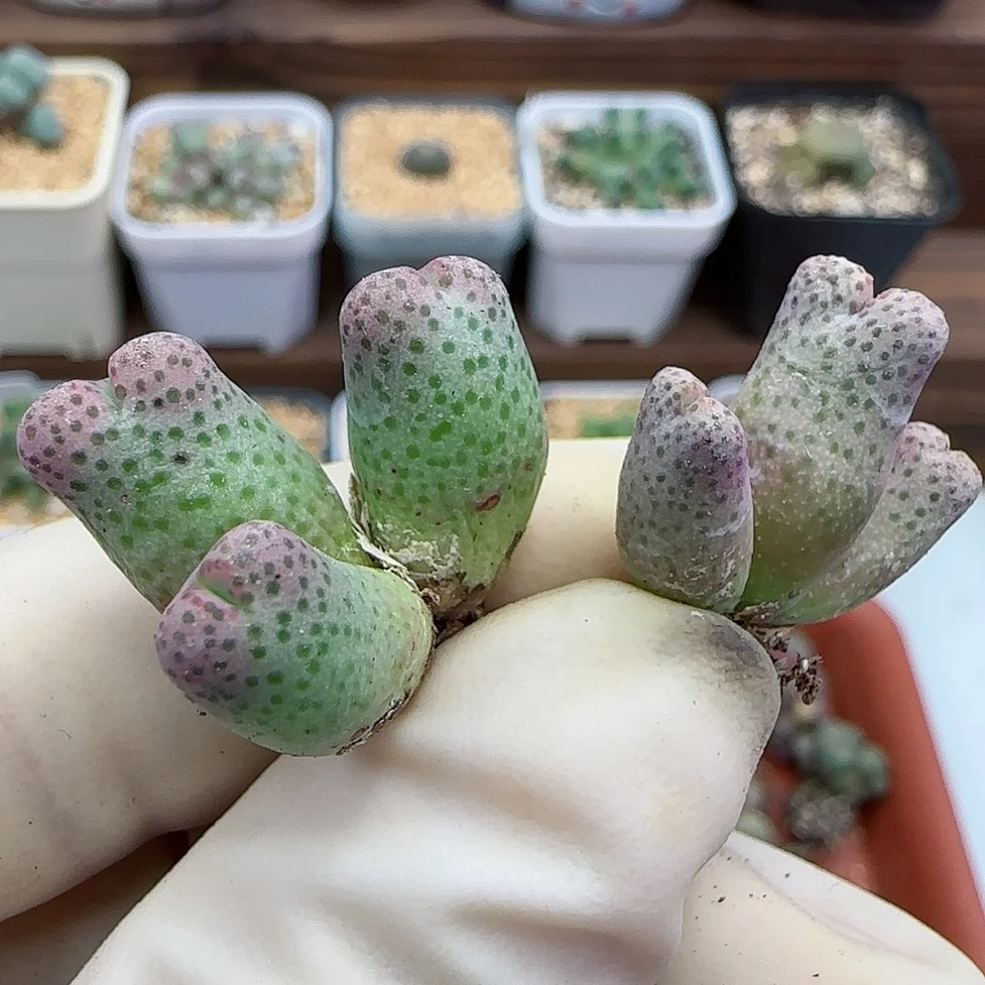 786园艺优选红斑马