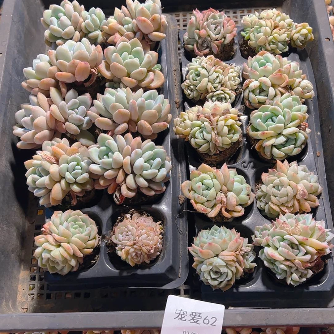 直播福利一物一拍62