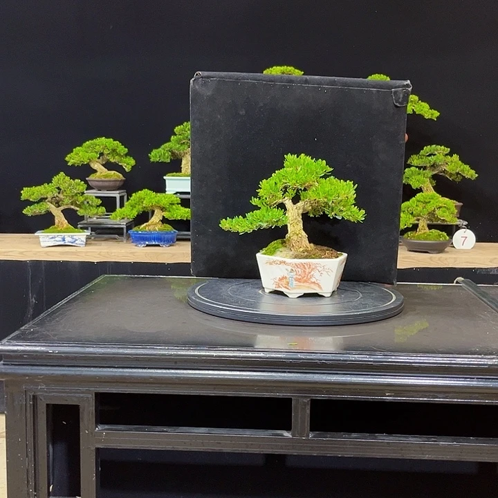 无花朵黄杨盆景四季常绿不落叶