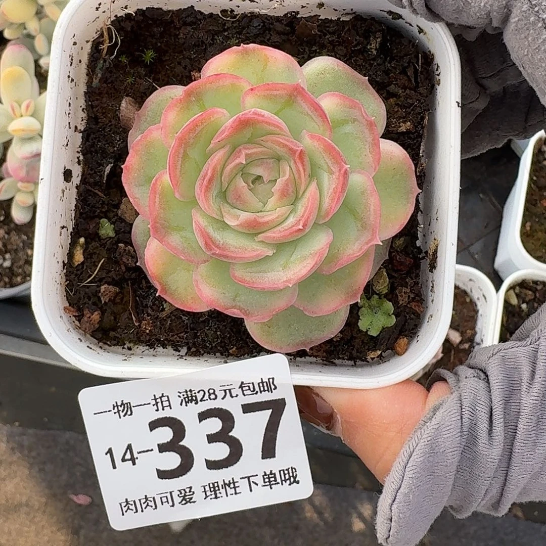 水晶虾饺无盆土发货无