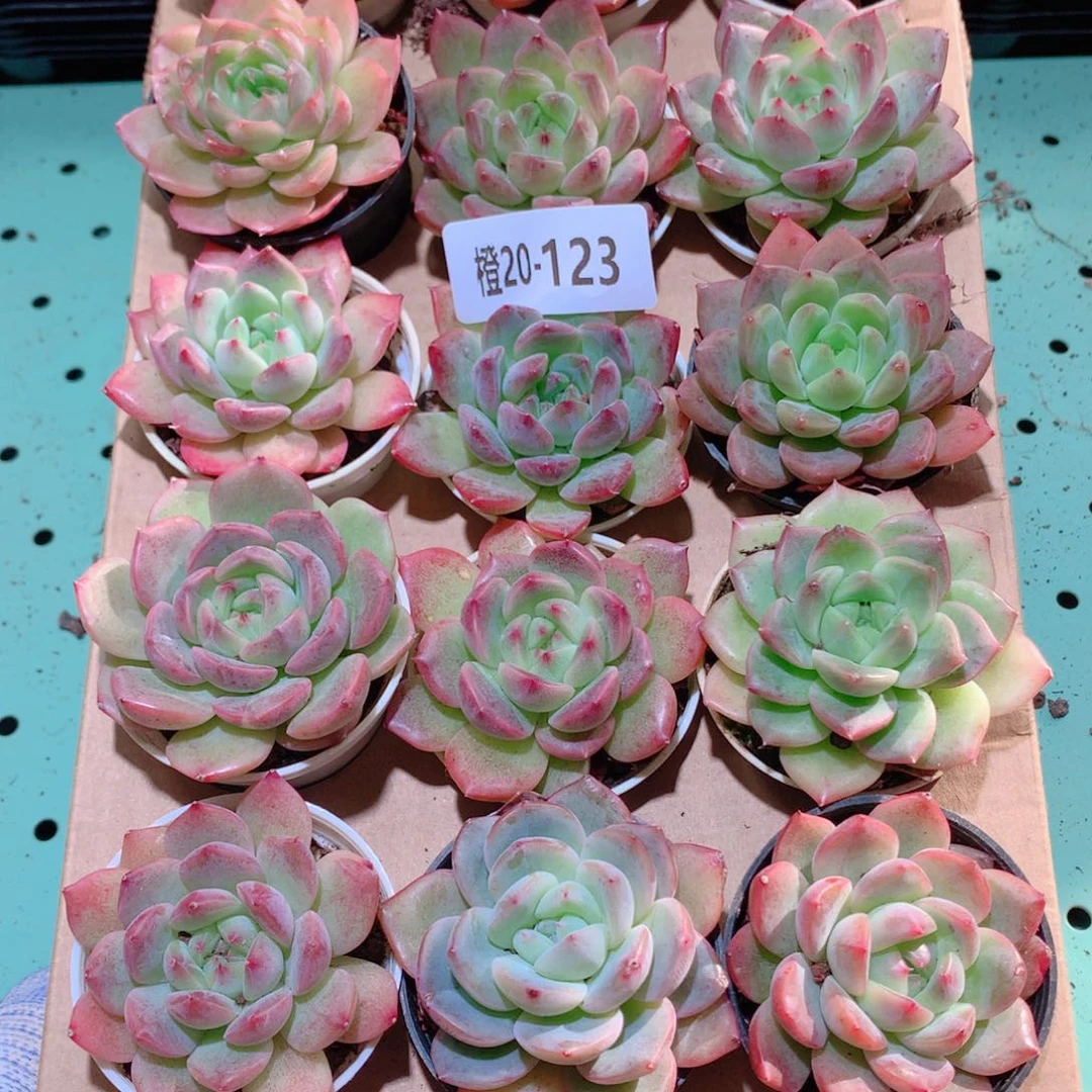 20-123一物一拍多肉带盆18颗