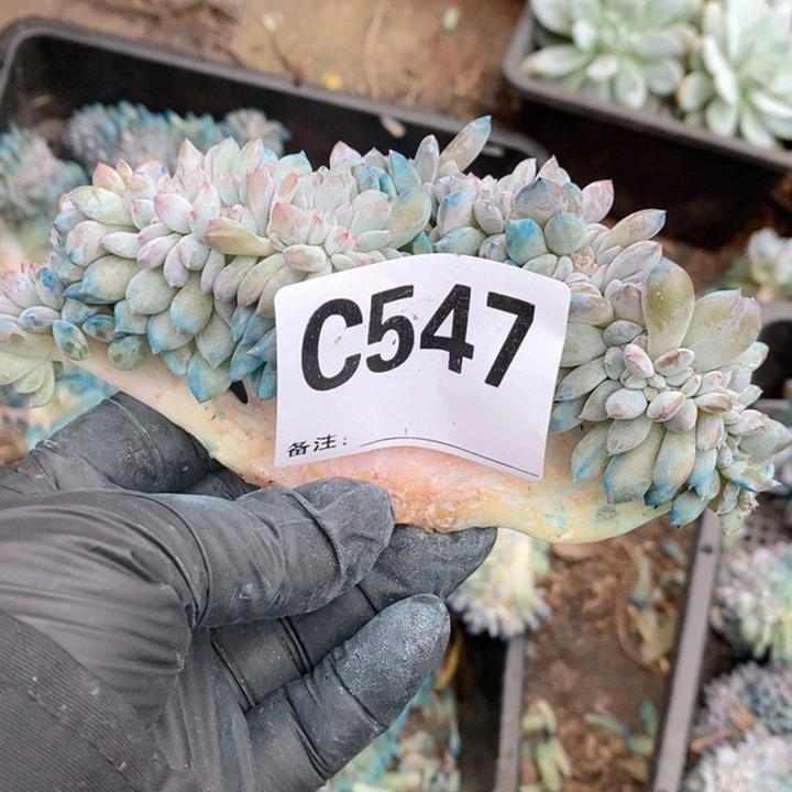 -***i547有瑕疵石榴籽缀丫