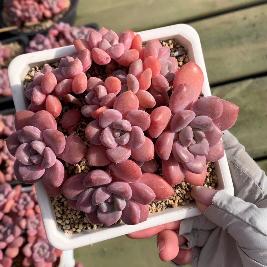 白鹭 一颗 多头