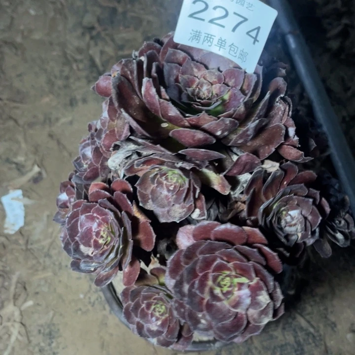 花花公子多肉的人的人2274