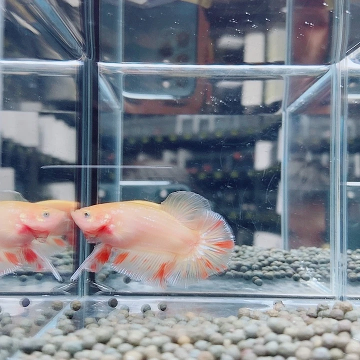 斗鱼黑66号巨斗将军