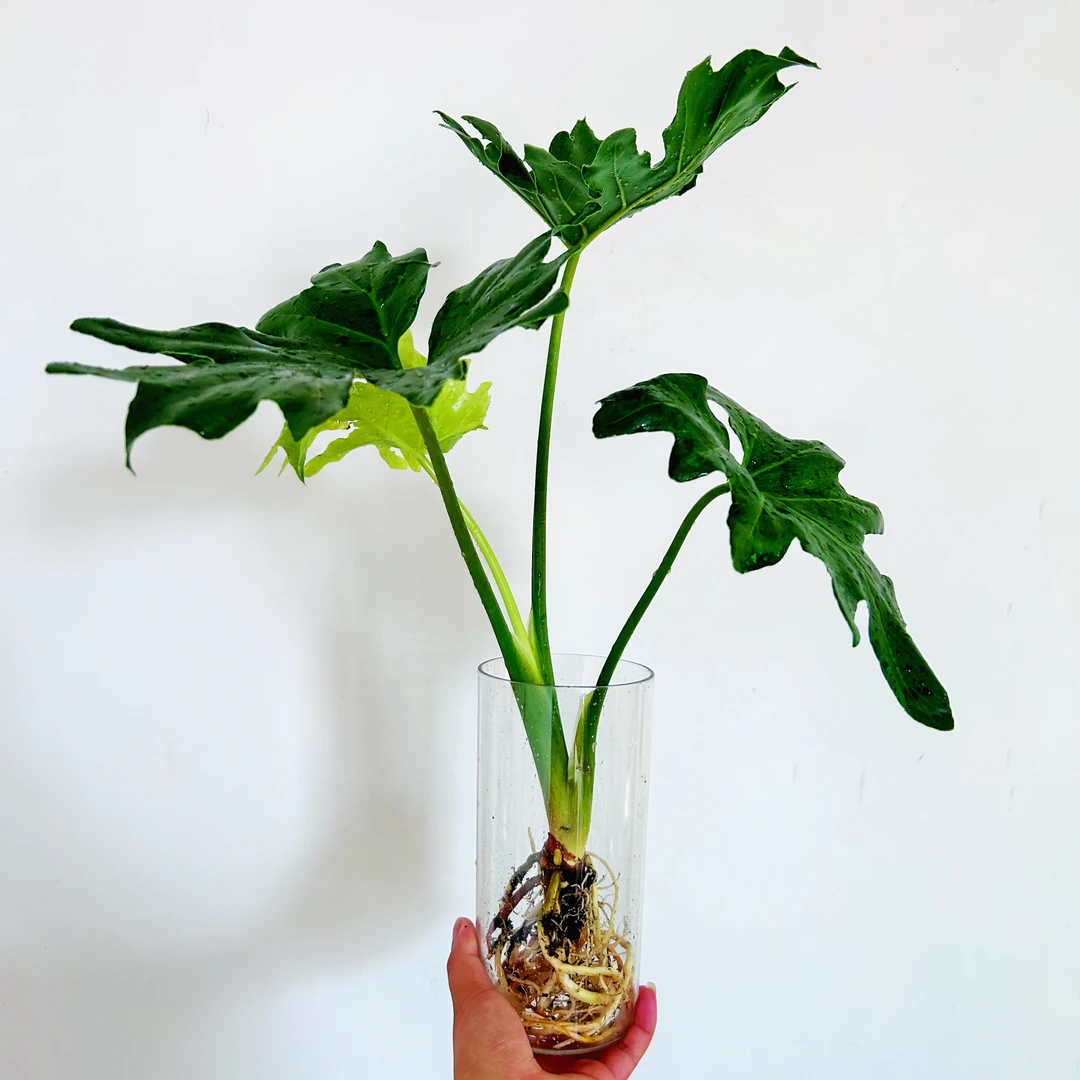 春羽水培可土培绿植客厅办公室北欧风大叶小天使春羽水培懒人植物