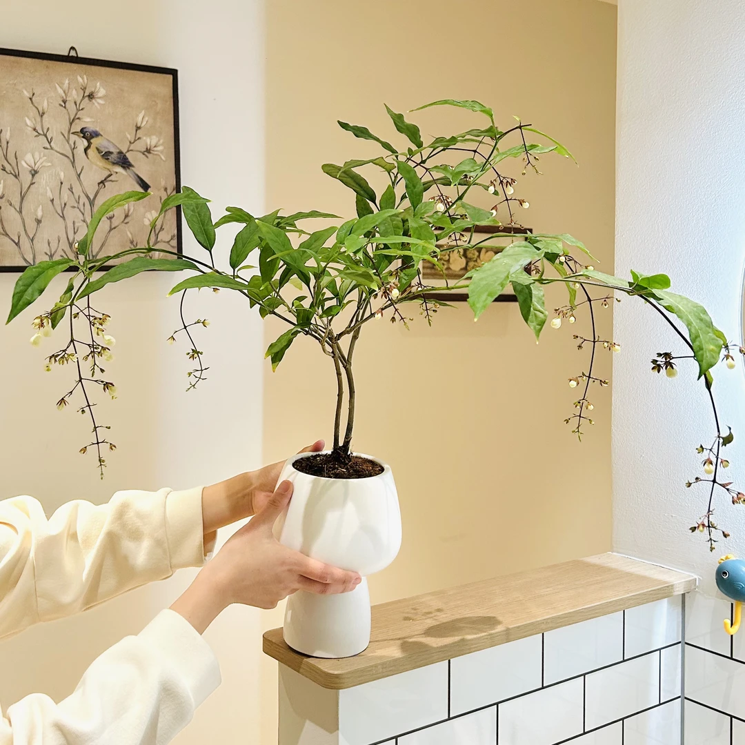垂丝茉莉带花苞盆栽盆景室内阳台办公室桌面观花趣味好养花卉绿植