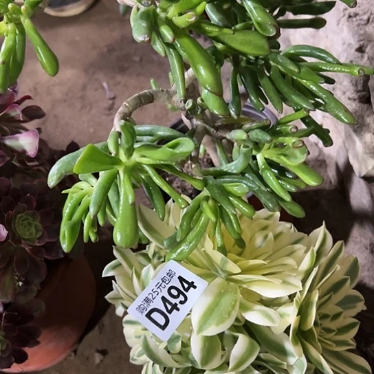 女***强多肉植物2个