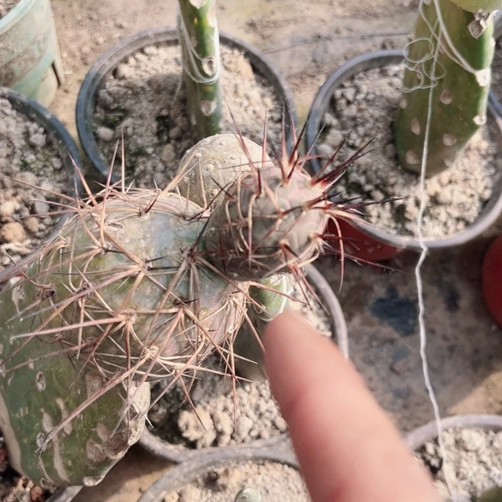 丨****丨狂刺习志野侧芽发货