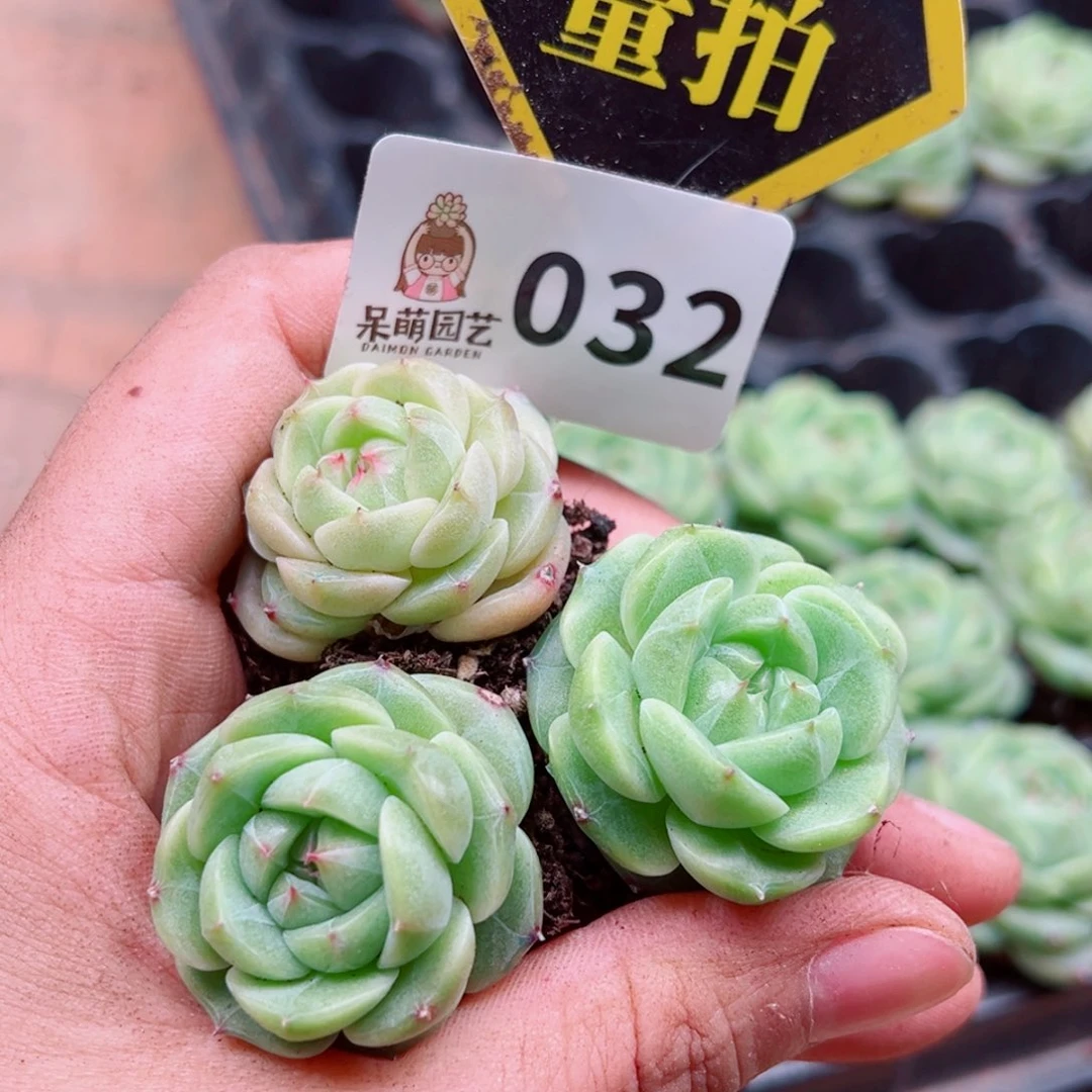 当前无花朵，栽培后可花朵