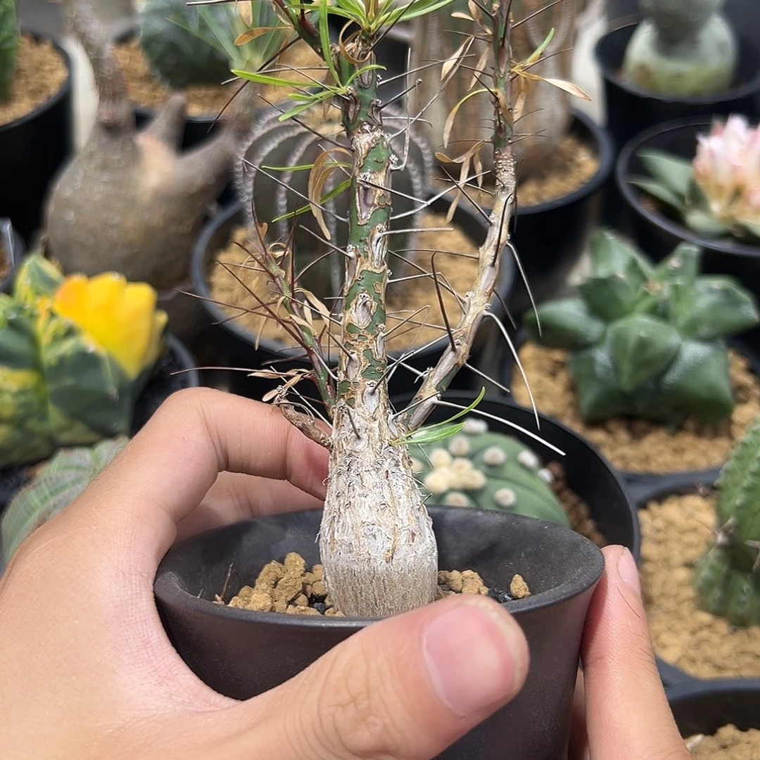 完全开放紫富贵2.3cm