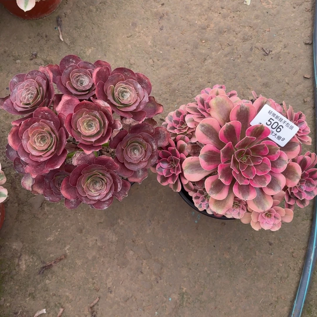 506两棵多肉植物法师