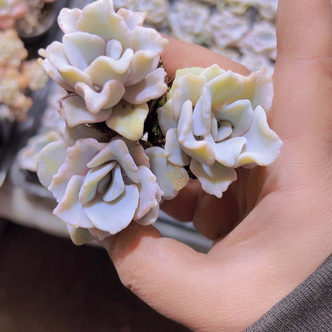 白饺子皮苗3个19包邮