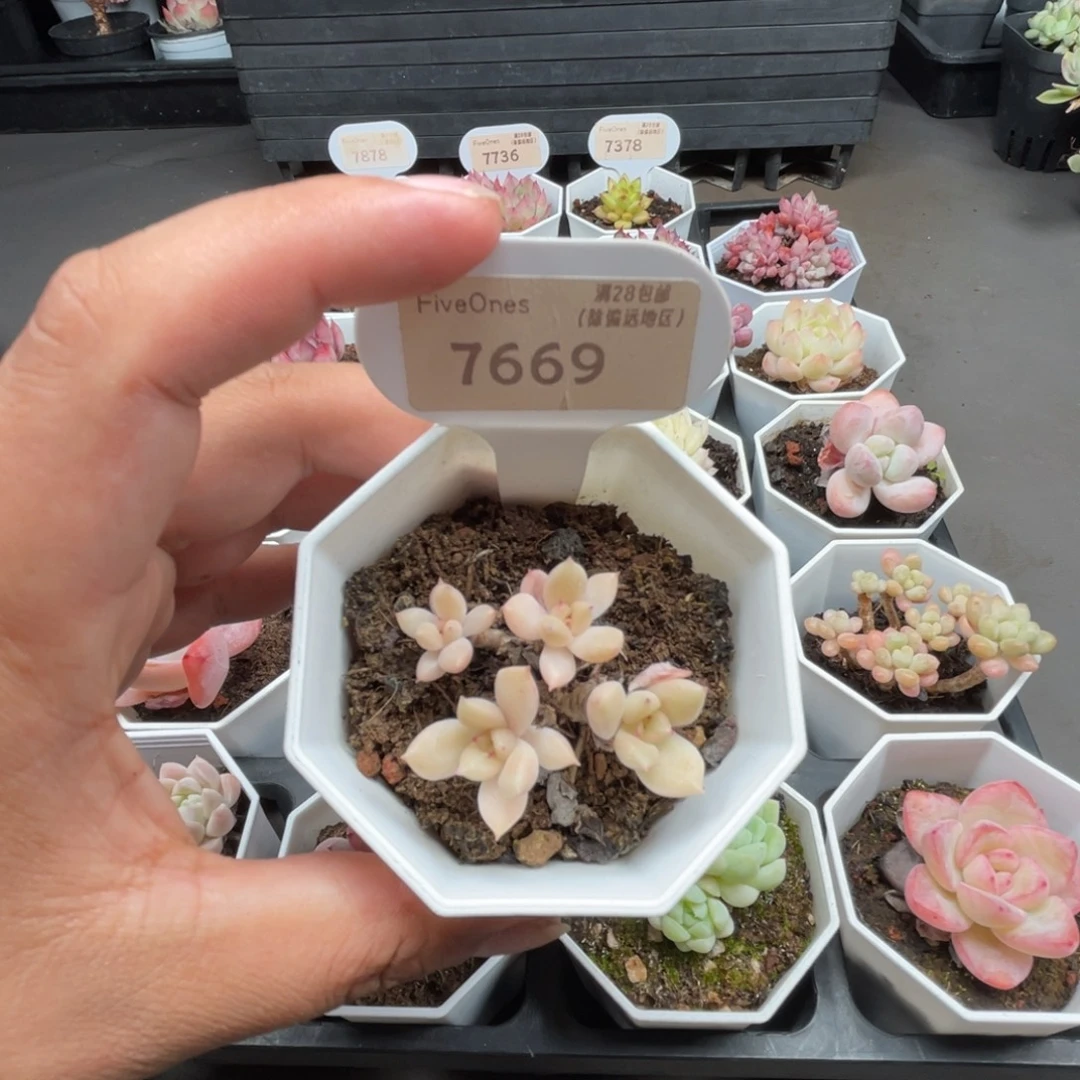 7669  璀璨4.0厘米