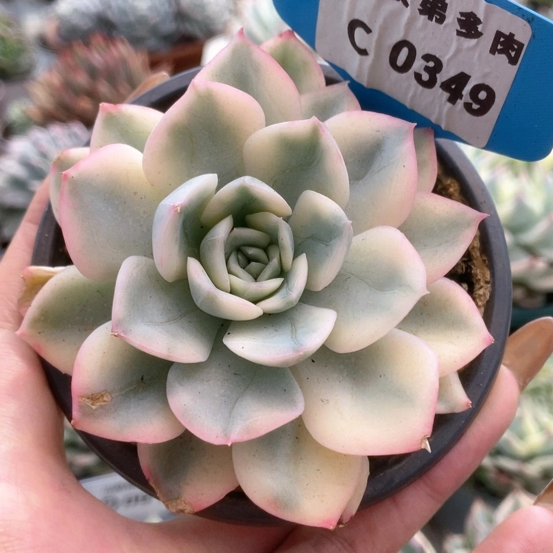 349月亮仙子锦锦锦锦锦