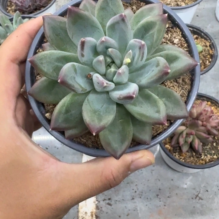 美人杂交 一物一拍