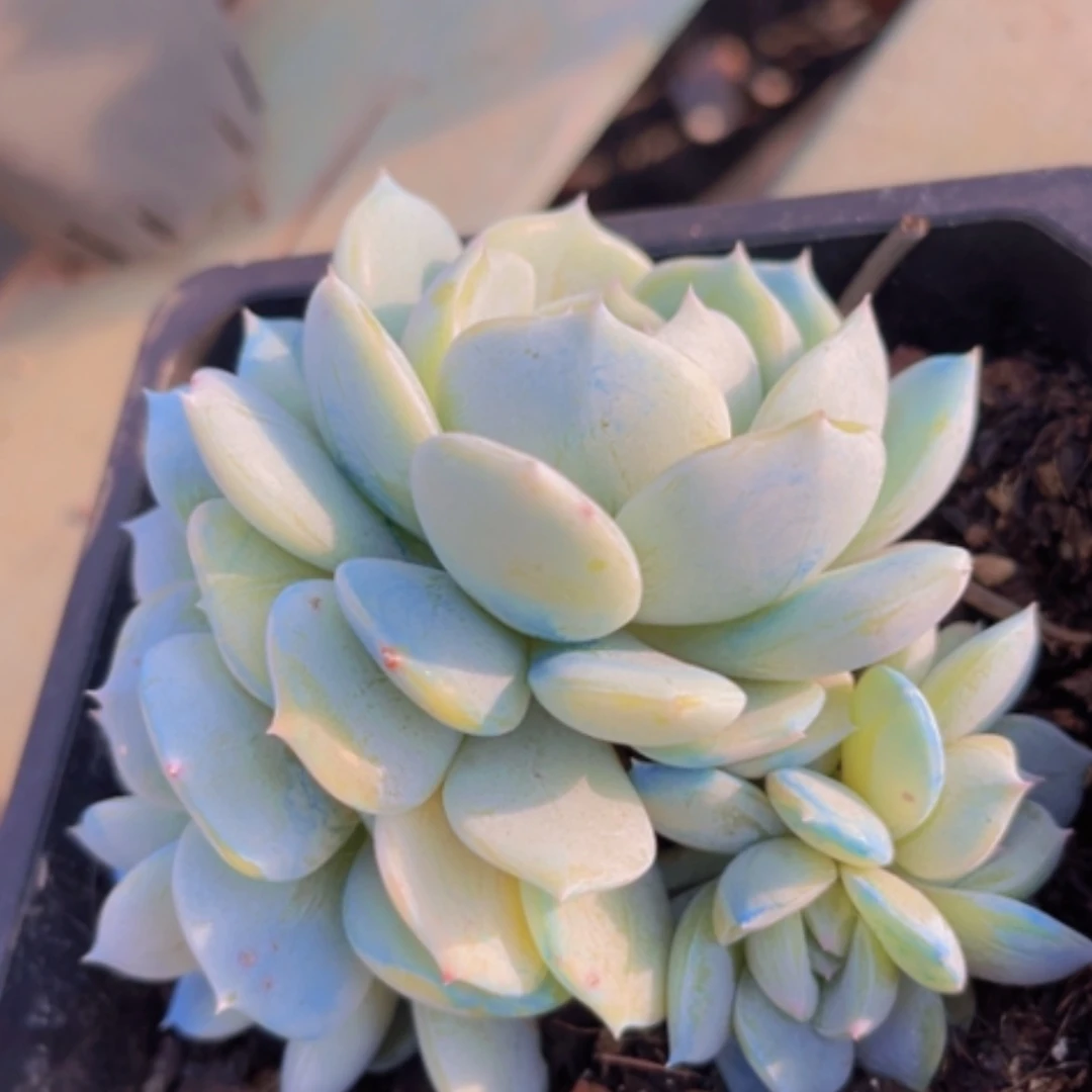 【闪购商品】劳林13196