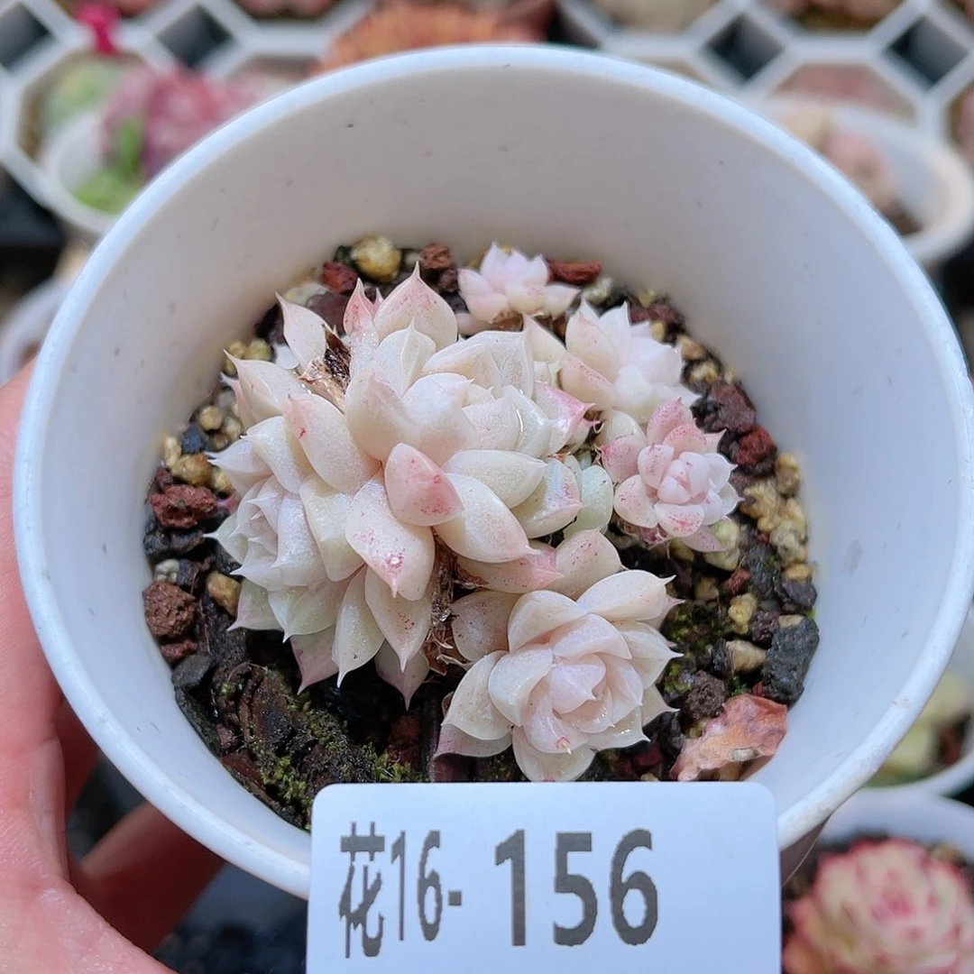 花利美16-156麦秆群