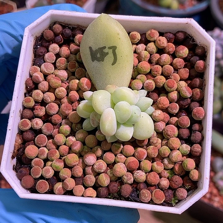 加菲猫腹轮锦多肉植物