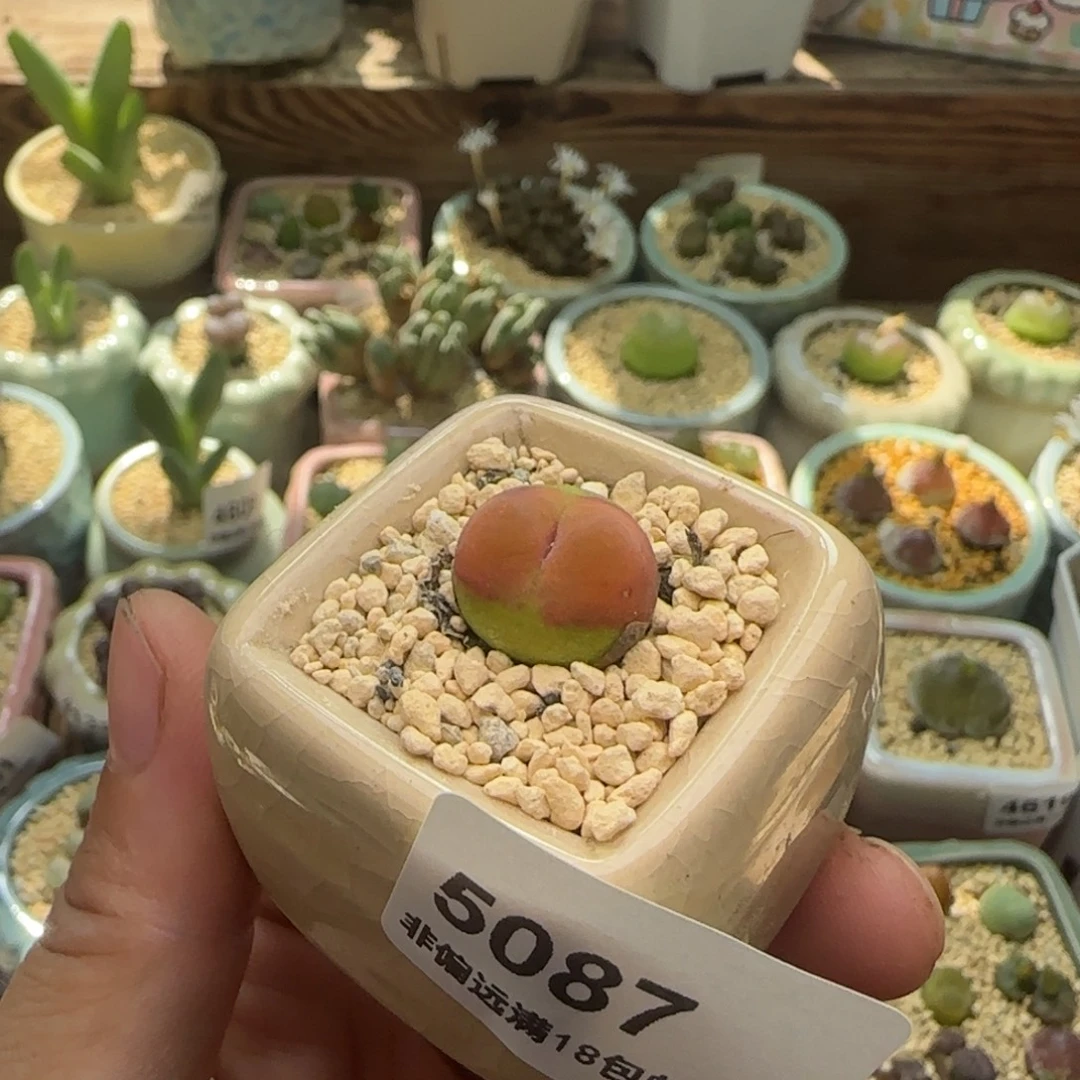5087-一物一拍 带盆 水蜜桃1430.5