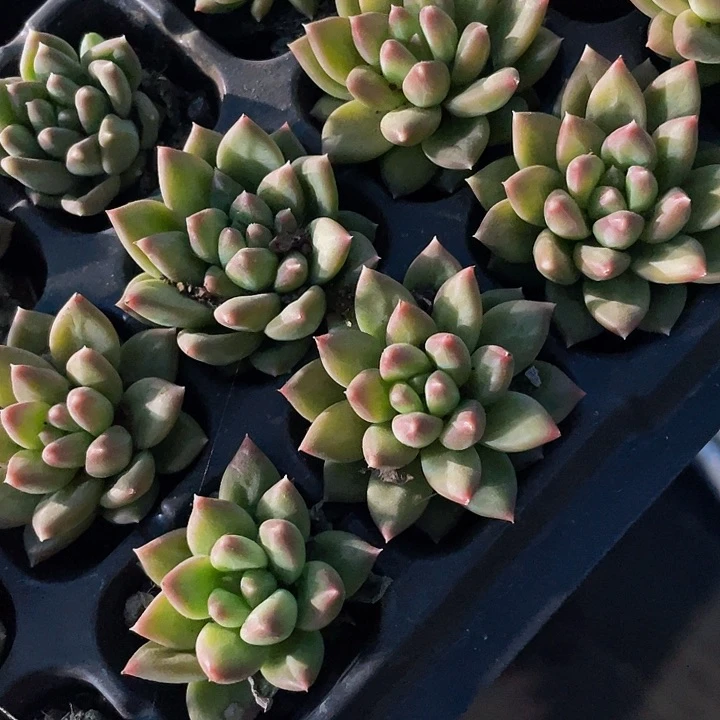 小甲骨文1.5带土发