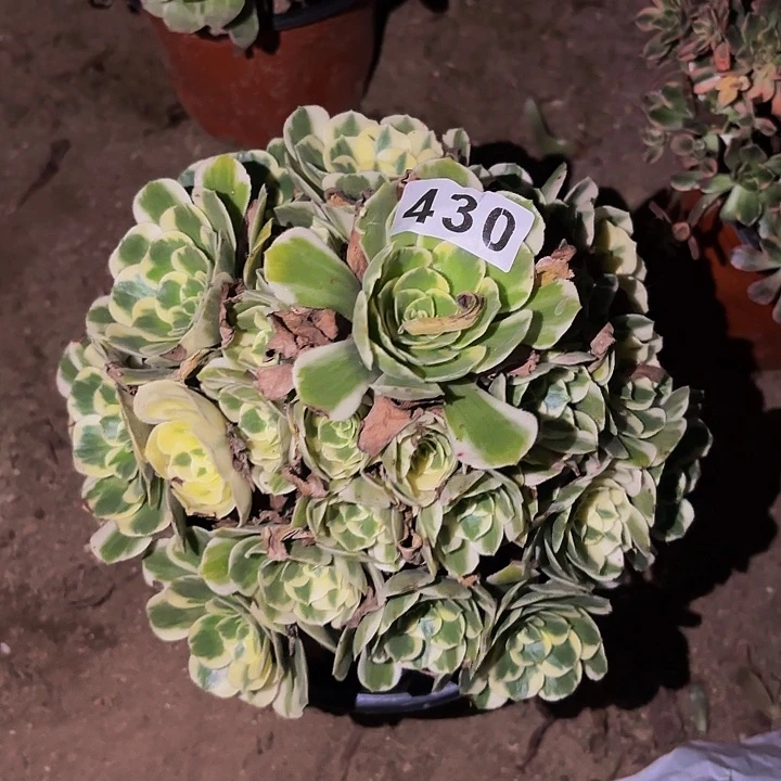 430迈巴赫多肉植物不售后