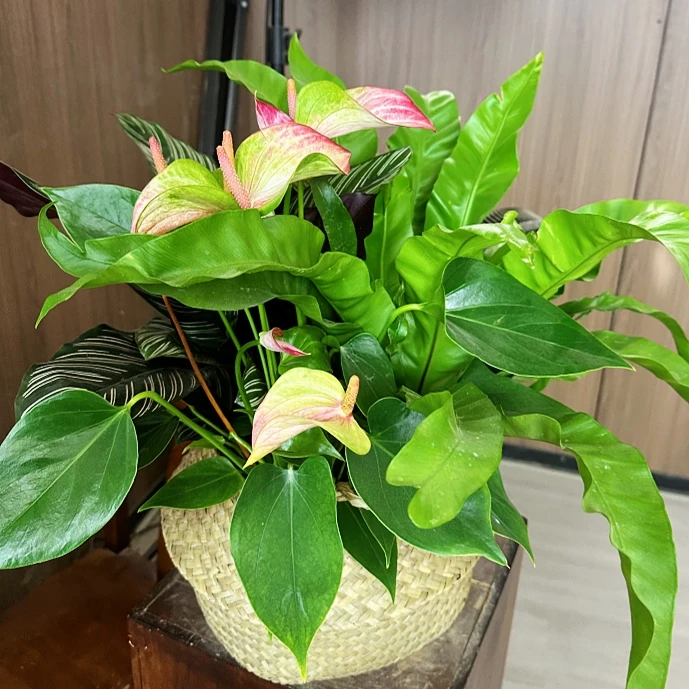 白双线竹芋鸟巢蕨粉掌三件套桌面花卉室内好养植物卧室落地盆栽