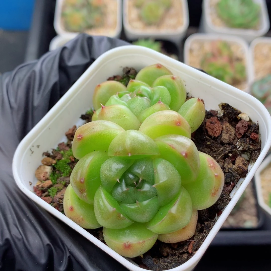 58包邮  群生不包整46