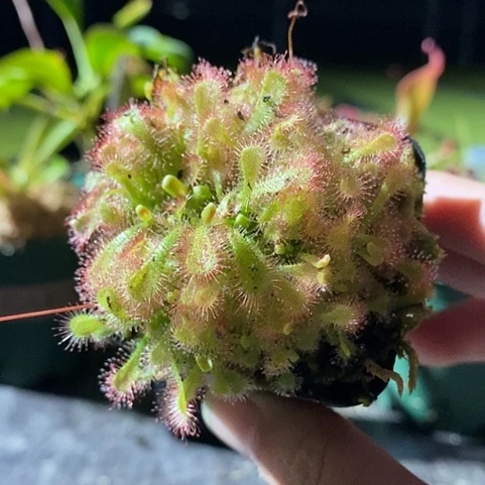 完全开放不是勺叶自己看