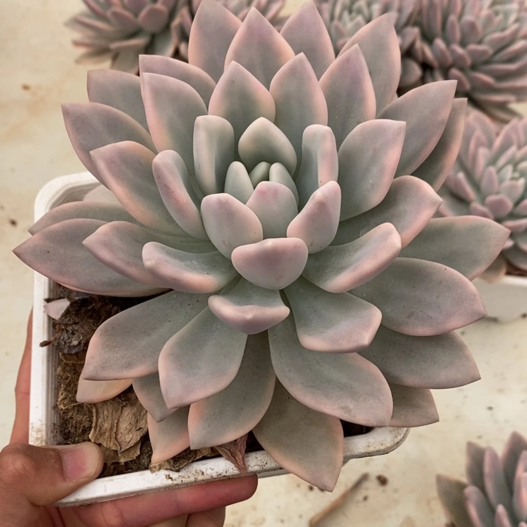 奥普琳娜多肉植物8771