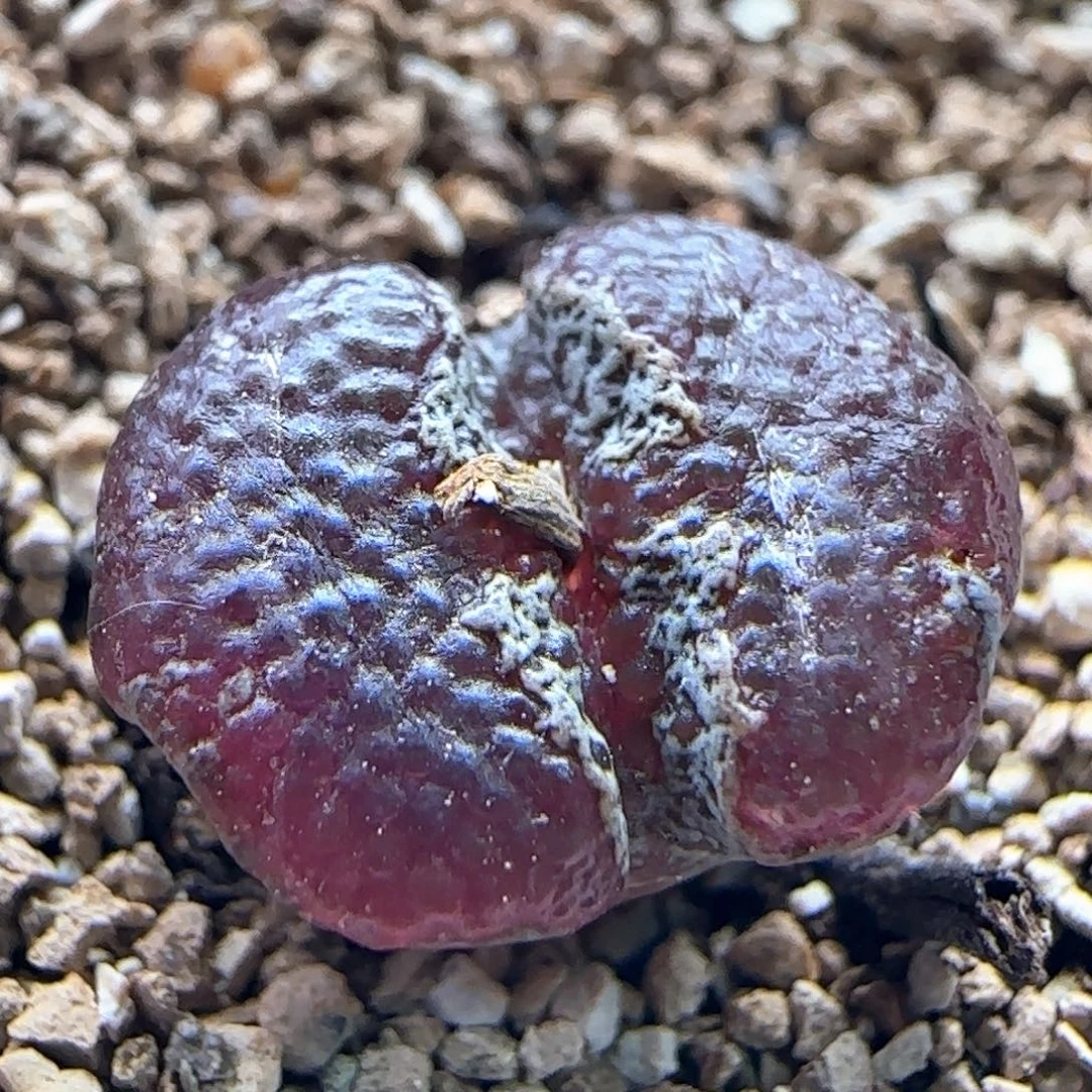0606/全窗超蝶/多肉植物