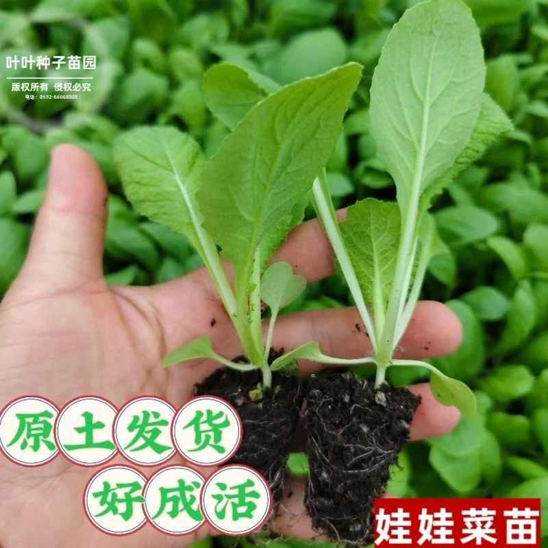 四季可栽高山娃娃菜白菜秧苗带土发货适合阳台盆栽蔬菜秧苗