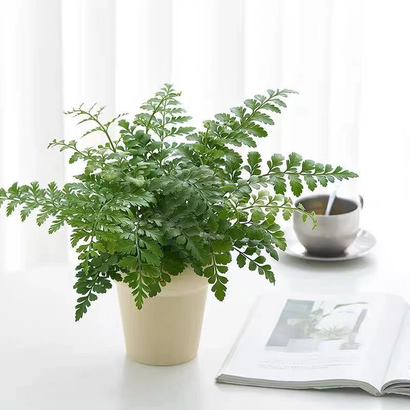 吉姆蕨平安蕨宝石蕨室内高档观叶绿植盆栽新手好养可水培绿植花卉